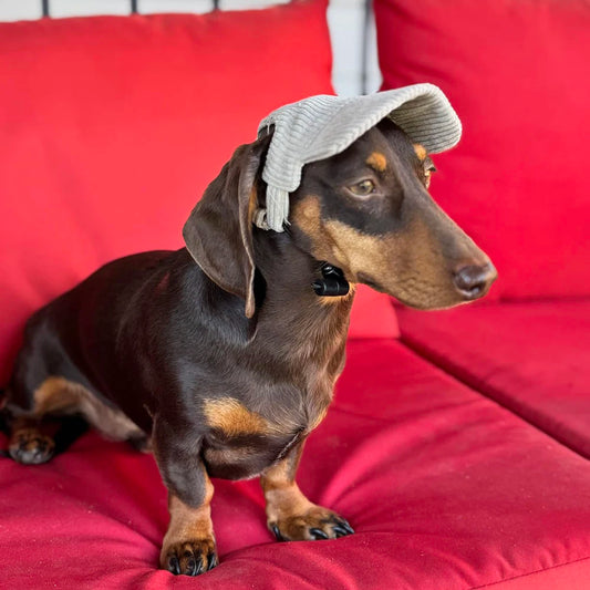Dachshund  Soft Adjustable Hats
