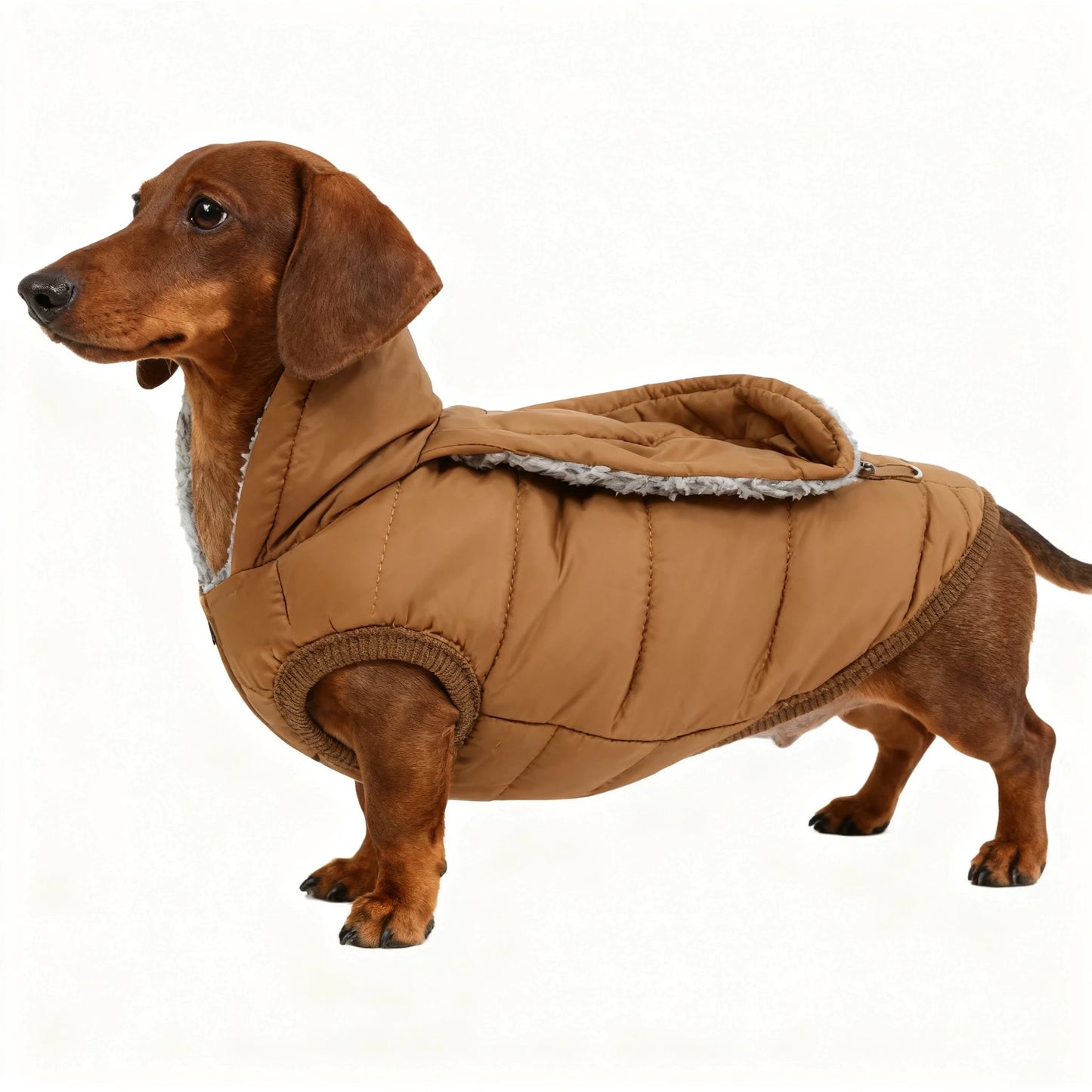 Dachshund  Autumn  Jacket